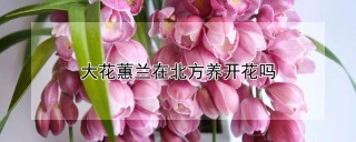 大花蕙兰在北方养开花吗,第1图