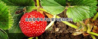 盆栽草莓冬天在室内能结果吗,第1图