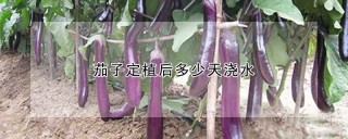 茄子定植后多少天浇水,第1图