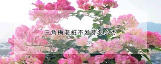 三角梅老桩不发芽怎么办,第1图