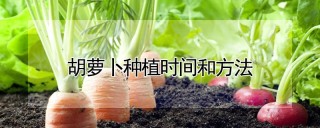 胡萝卜种植时间和方法,第1图