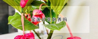 宝莲灯花好养吗,第1图