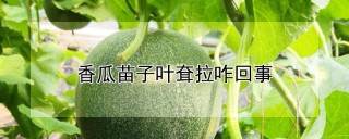 香瓜苗子叶耷拉咋回事,第1图