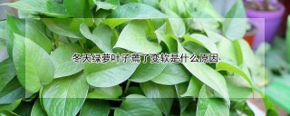 冬天绿萝叶子蔫了变软是什么原因,第1图