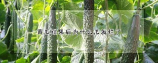 黄瓜结果后为什么瓜就烂了,第1图