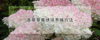 香草草莓绣球养殖方法,第1图