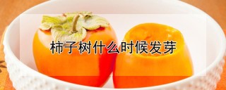 柿子树什么时候发芽,第1图