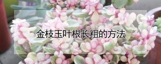 金枝玉叶根长粗的方法,第1图