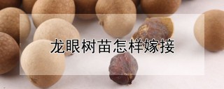 龙眼树苗怎样嫁接,第1图