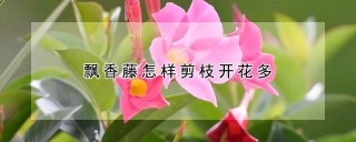 飘香藤怎样剪枝开花多,第1图