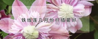 铁线莲几月份扦插最好,第1图