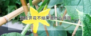 黄瓜开花不结果是什么原因,第1图