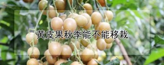 黄皮果秋季能不能移栽,第1图