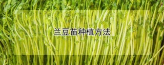 兰豆苗种植方法,第1图