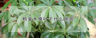 鸭掌木掉叶子什么原因,第1图