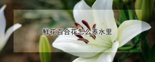 鲜花百合花怎么养水里,第1图