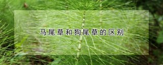 马尾草和狗尾草的区别,第1图