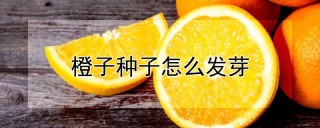 橙子种子怎么发芽,第1图