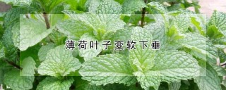 薄荷叶子变软下垂,第1图