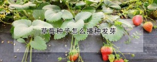 草莓种子怎么播种发芽,第1图