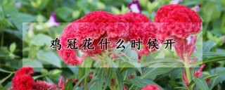 鸡冠花什么时候开,第1图