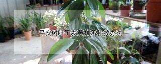 平安树叶子发黄掉落补救办法,第1图