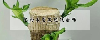 巴西木发黑还能活吗,第1图