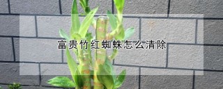 富贵竹红蜘蛛怎么清除,第1图