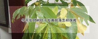 冬天发财树叶子发黄脱落怎样挽救,第1图