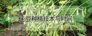 毛豆种植技术与时间,第1图