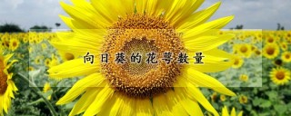 向日葵的花萼数量,第1图