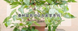 桑树盆栽可以在家里养吗,第1图