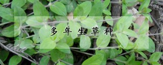 多年生草种,第1图