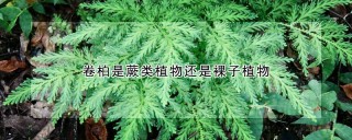 卷柏是蕨类植物还是裸子植物,第1图