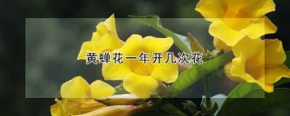 黄蝉花一年开几次花,第1图