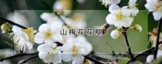 山梅花花期,第1图