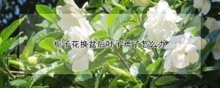 栀子花换盆后叶子蔫了怎么办,第1图