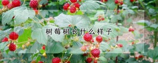 树莓树长什么样子,第1图