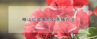 映山红盆景怎么养殖方法,第1图