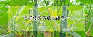 怎样修剪黄瓜才能高产,第1图