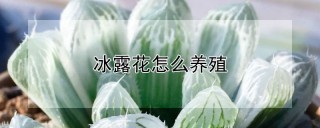 冰露花怎么养殖,第1图