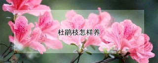 杜鹃枝怎样养,第1图