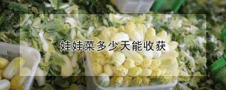 娃娃菜多少天能收获,第1图