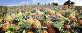 菠萝头怎么种植盆栽,第1图