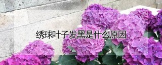 绣球叶子发黑是什么原因,第1图