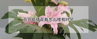 百合花插花瓶怎么修剪叶子,第1图