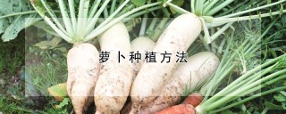 萝卜种植方法,第1图