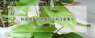 柱状绿萝的养殖方法和注意事项,第1图