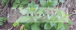 沙参玉竹是什么,第1图