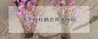 养干枝杜鹃还用换水吗,第1图